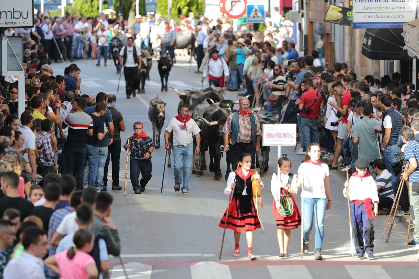 La Olimpiada del Tudanco de Cabezón de la Sal ha reunido este viernes en su XXXIX edición a 911 reses de 28 ganaderías que desfilarán por el centro del municipio en la 'gran pasá' con la que se conmemora un año más la tradicional bajada del ganado de los puertos de montaña.