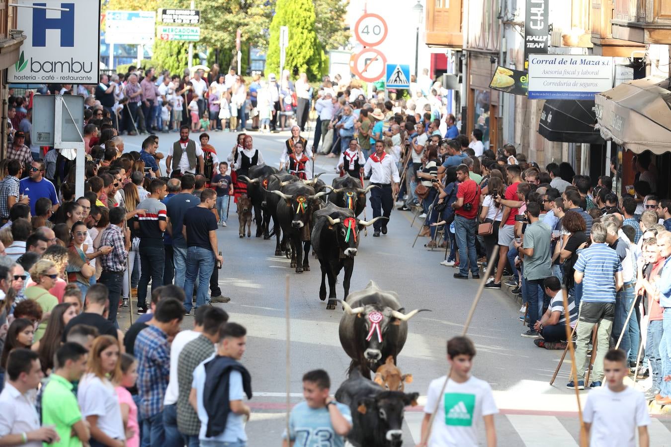 La Olimpiada del Tudanco de Cabezón de la Sal ha reunido este viernes en su XXXIX edición a 911 reses de 28 ganaderías que desfilarán por el centro del municipio en la 'gran pasá' con la que se conmemora un año más la tradicional bajada del ganado de los puertos de montaña.