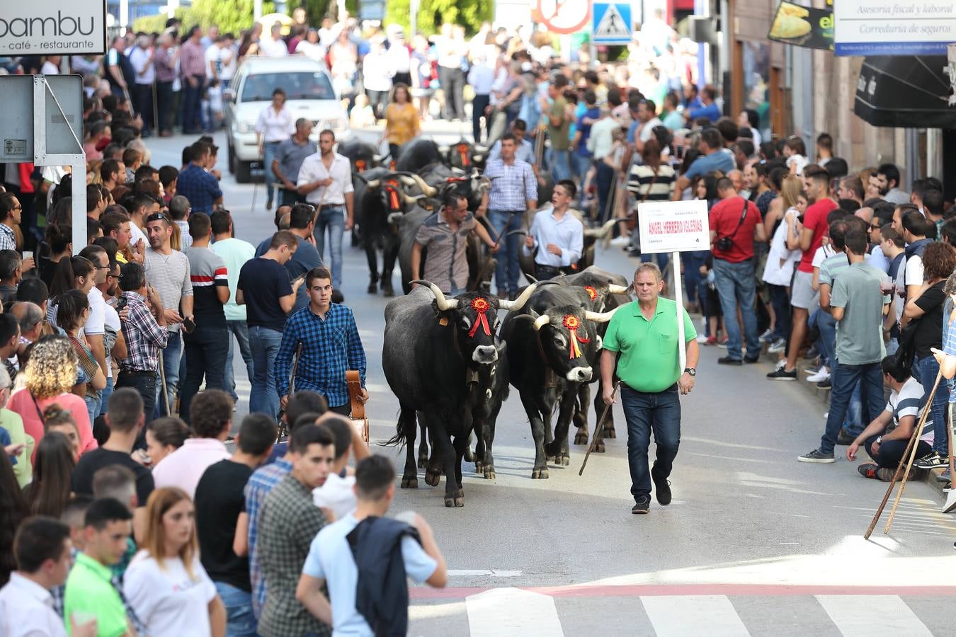 La Olimpiada del Tudanco de Cabezón de la Sal ha reunido este viernes en su XXXIX edición a 911 reses de 28 ganaderías que desfilarán por el centro del municipio en la 'gran pasá' con la que se conmemora un año más la tradicional bajada del ganado de los puertos de montaña.