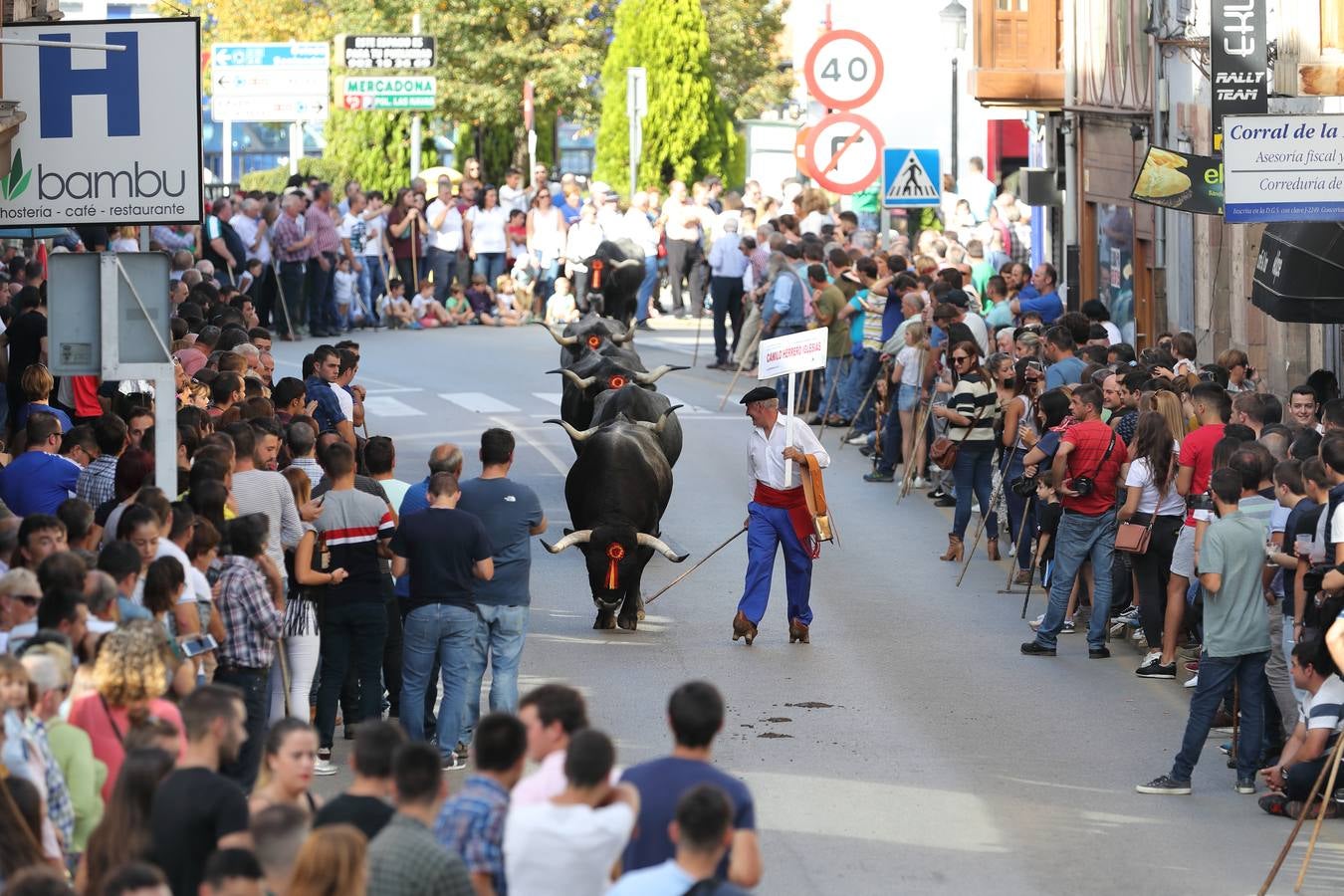 La Olimpiada del Tudanco de Cabezón de la Sal ha reunido este viernes en su XXXIX edición a 911 reses de 28 ganaderías que desfilarán por el centro del municipio en la 'gran pasá' con la que se conmemora un año más la tradicional bajada del ganado de los puertos de montaña.