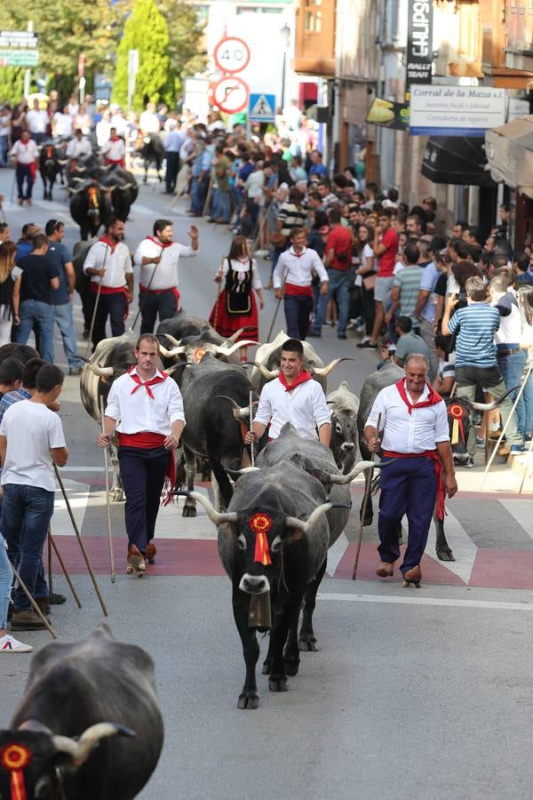 La Olimpiada del Tudanco de Cabezón de la Sal ha reunido este viernes en su XXXIX edición a 911 reses de 28 ganaderías que desfilarán por el centro del municipio en la 'gran pasá' con la que se conmemora un año más la tradicional bajada del ganado de los puertos de montaña.