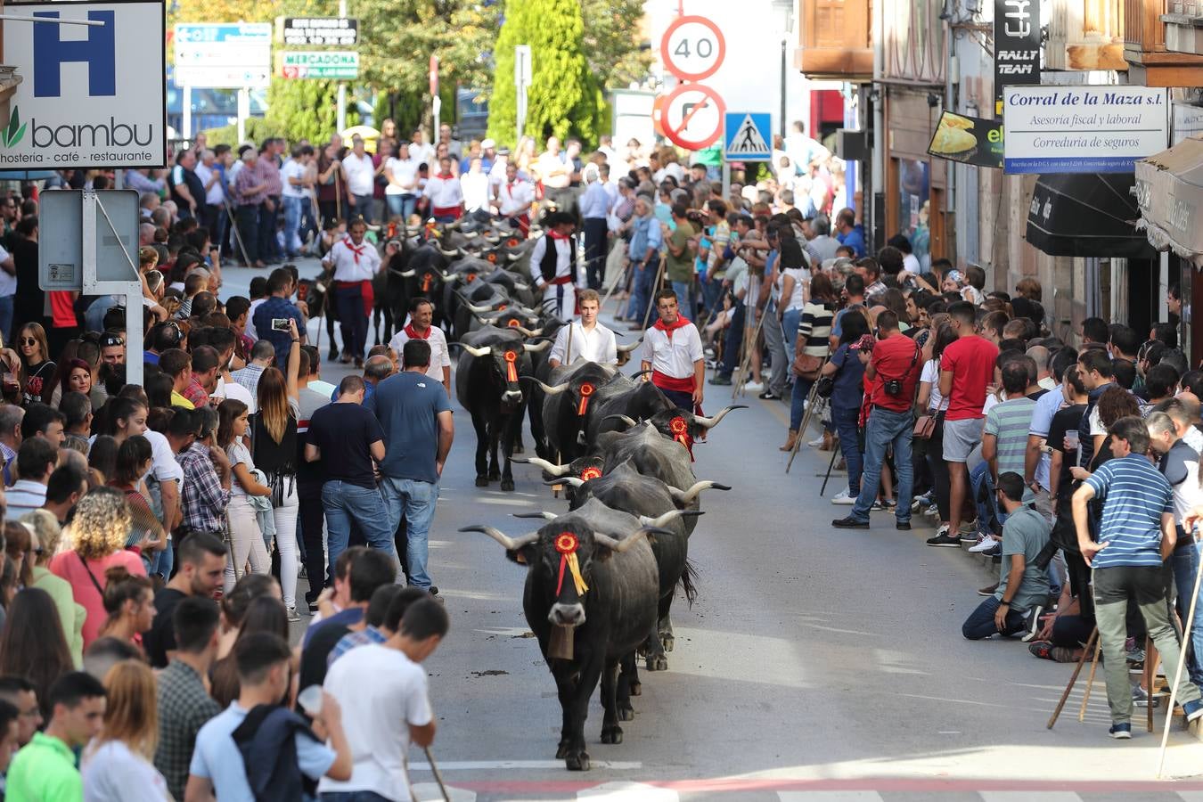 La Olimpiada del Tudanco de Cabezón de la Sal ha reunido este viernes en su XXXIX edición a 911 reses de 28 ganaderías que desfilarán por el centro del municipio en la 'gran pasá' con la que se conmemora un año más la tradicional bajada del ganado de los puertos de montaña.