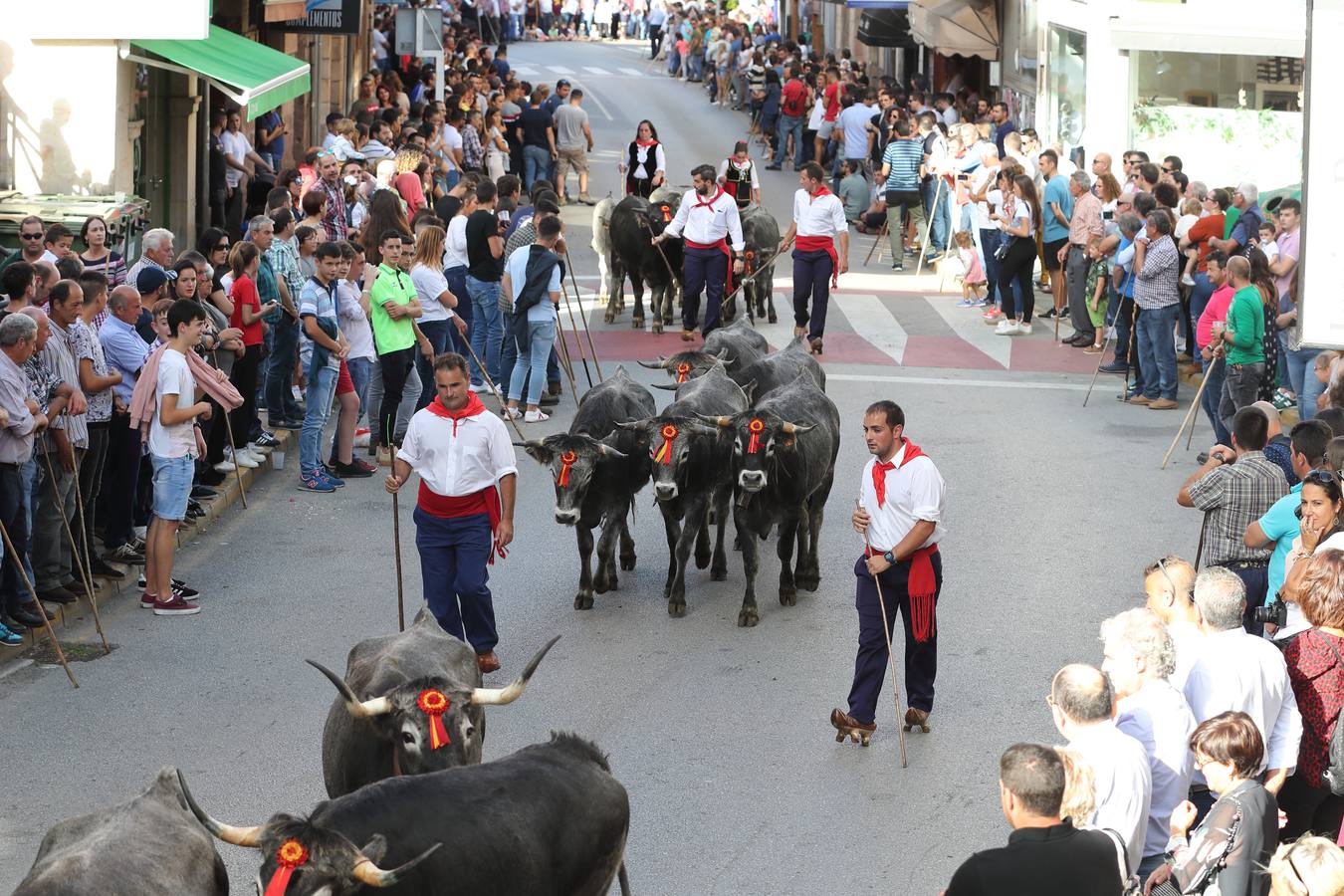 La Olimpiada del Tudanco de Cabezón de la Sal ha reunido este viernes en su XXXIX edición a 911 reses de 28 ganaderías que desfilarán por el centro del municipio en la 'gran pasá' con la que se conmemora un año más la tradicional bajada del ganado de los puertos de montaña.