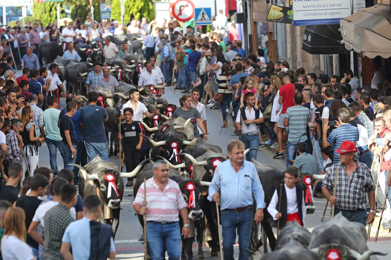 La Olimpiada del Tudanco de Cabezón de la Sal ha reunido este viernes en su XXXIX edición a 911 reses de 28 ganaderías que desfilarán por el centro del municipio en la 'gran pasá' con la que se conmemora un año más la tradicional bajada del ganado de los puertos de montaña.