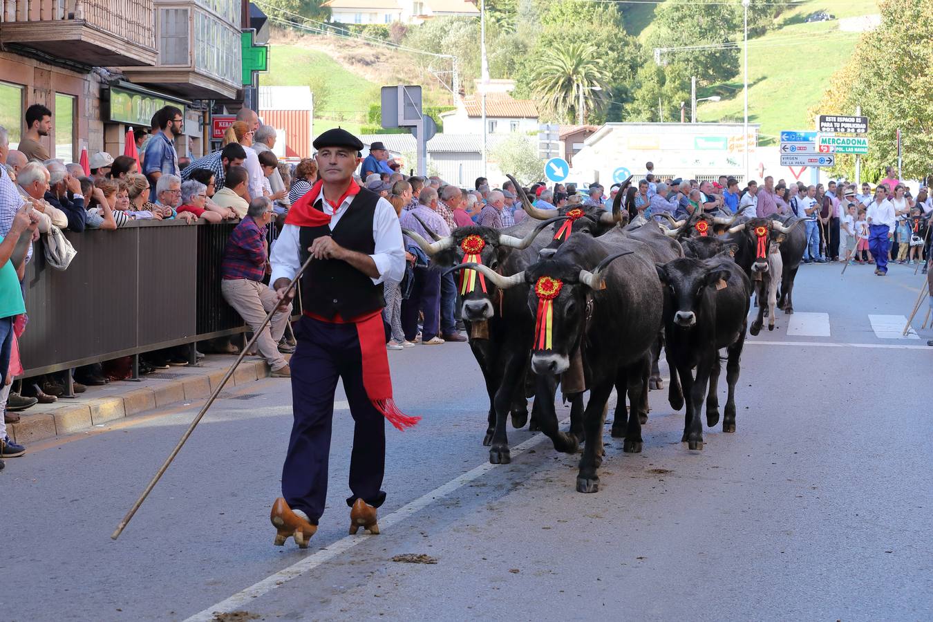 La Olimpiada del Tudanco de Cabezón de la Sal ha reunido este viernes en su XXXIX edición a 911 reses de 28 ganaderías que desfilarán por el centro del municipio en la 'gran pasá' con la que se conmemora un año más la tradicional bajada del ganado de los puertos de montaña.