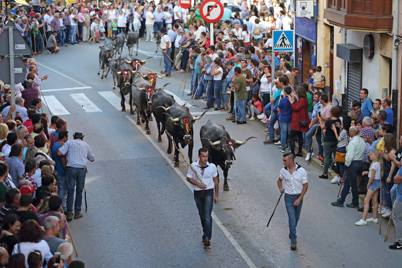 La Olimpiada del Tudanco de Cabezón de la Sal ha reunido este viernes en su XXXIX edición a 911 reses de 28 ganaderías que desfilarán por el centro del municipio en la 'gran pasá' con la que se conmemora un año más la tradicional bajada del ganado de los puertos de montaña.