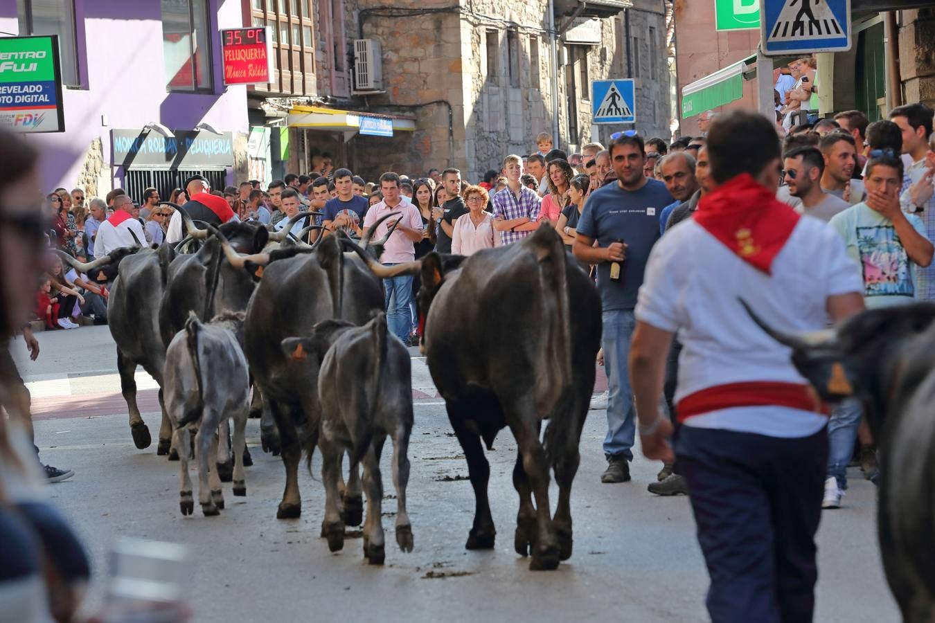 La Olimpiada del Tudanco de Cabezón de la Sal ha reunido este viernes en su XXXIX edición a 911 reses de 28 ganaderías que desfilarán por el centro del municipio en la 'gran pasá' con la que se conmemora un año más la tradicional bajada del ganado de los puertos de montaña.