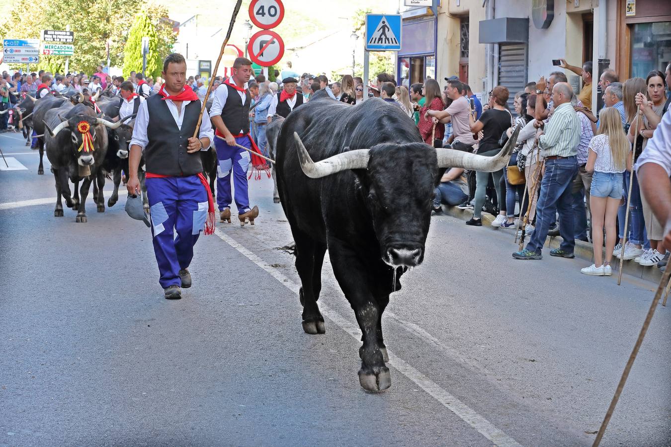 La Olimpiada del Tudanco de Cabezón de la Sal ha reunido este viernes en su XXXIX edición a 911 reses de 28 ganaderías que desfilarán por el centro del municipio en la 'gran pasá' con la que se conmemora un año más la tradicional bajada del ganado de los puertos de montaña.