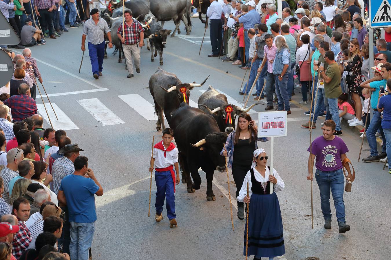 La Olimpiada del Tudanco de Cabezón de la Sal ha reunido este viernes en su XXXIX edición a 911 reses de 28 ganaderías que desfilarán por el centro del municipio en la 'gran pasá' con la que se conmemora un año más la tradicional bajada del ganado de los puertos de montaña.