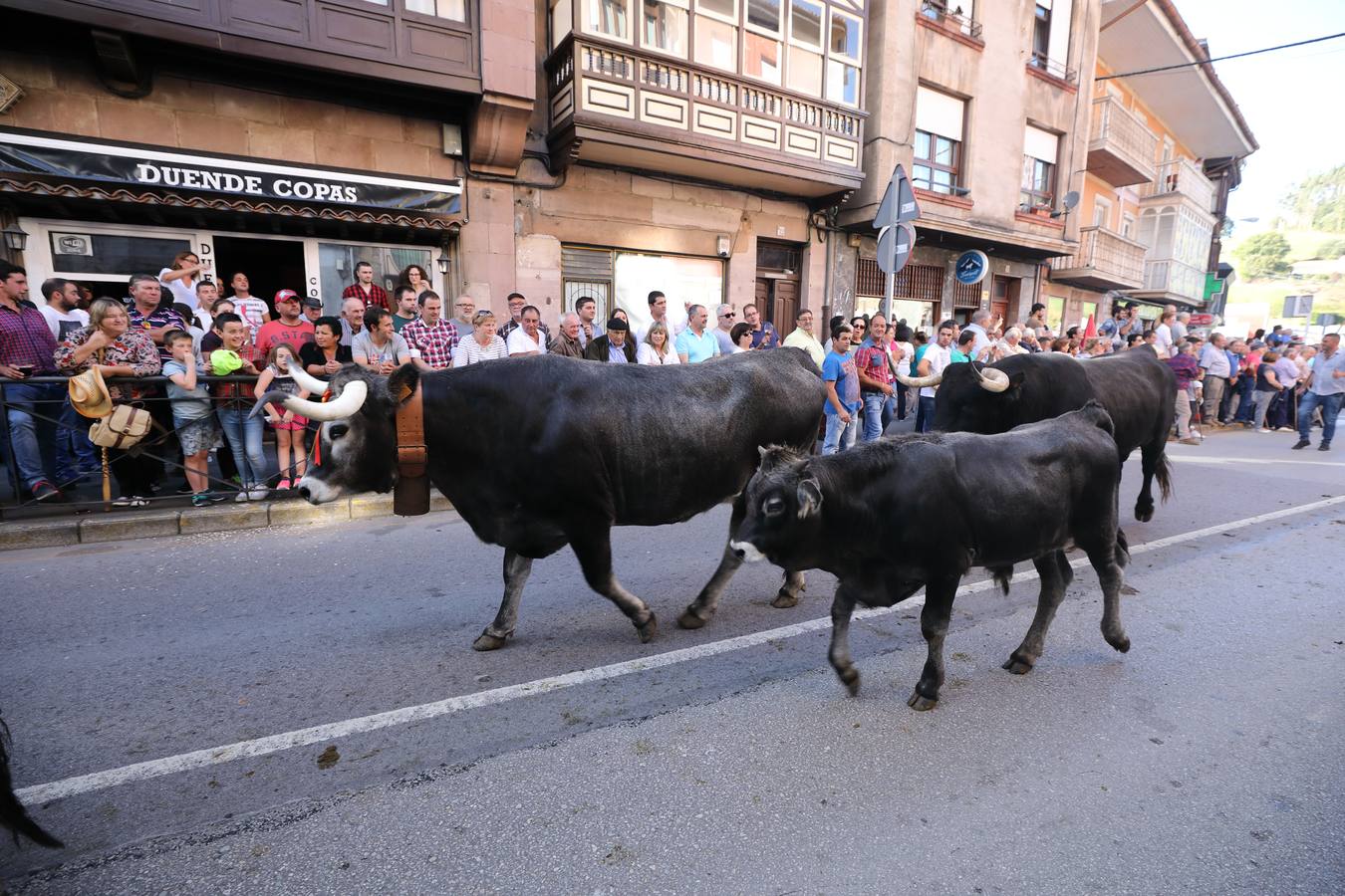 La Olimpiada del Tudanco de Cabezón de la Sal ha reunido este viernes en su XXXIX edición a 911 reses de 28 ganaderías que desfilarán por el centro del municipio en la 'gran pasá' con la que se conmemora un año más la tradicional bajada del ganado de los puertos de montaña.