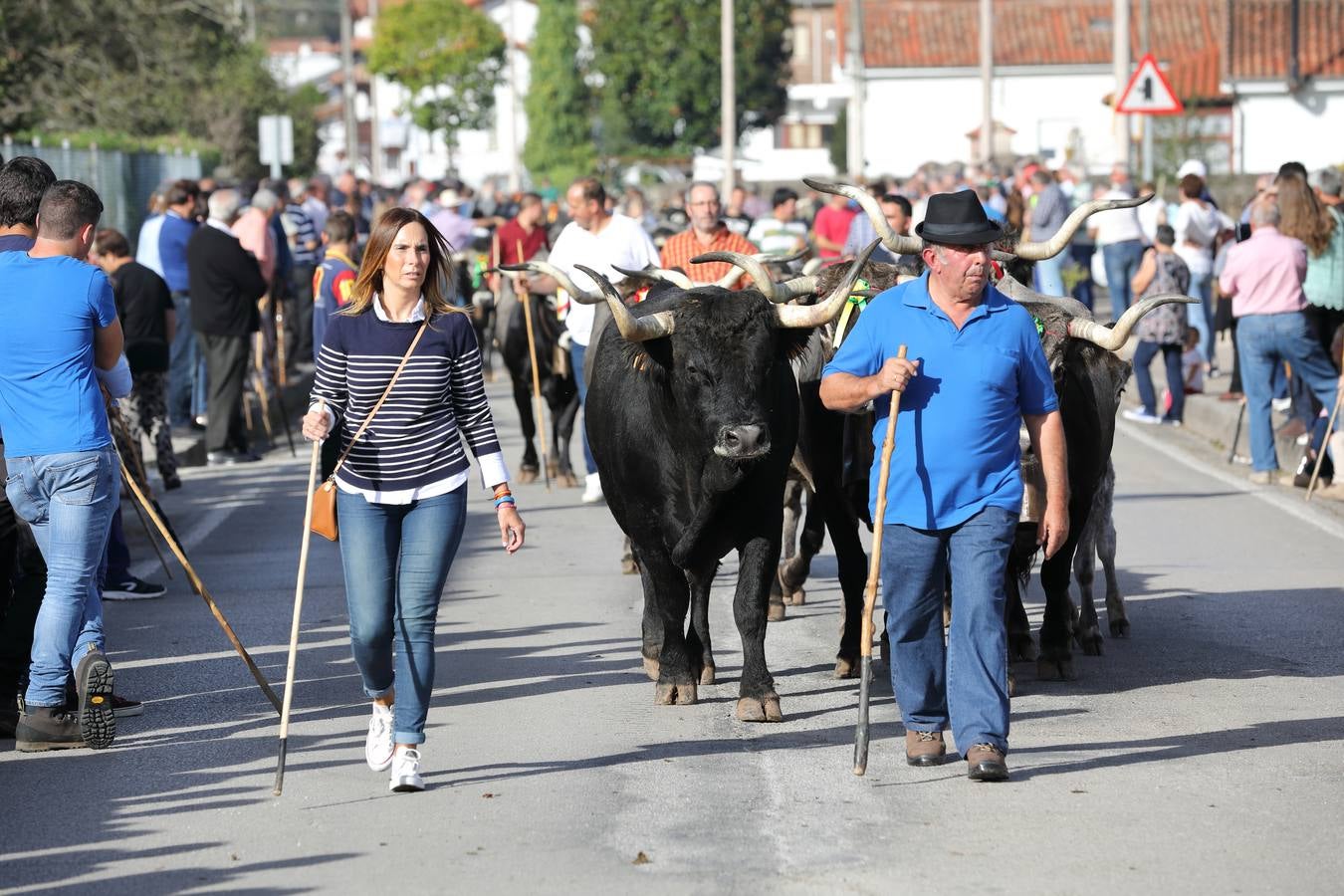 La Olimpiada del Tudanco de Cabezón de la Sal ha reunido este viernes en su XXXIX edición a 911 reses de 28 ganaderías que desfilarán por el centro del municipio en la 'gran pasá' con la que se conmemora un año más la tradicional bajada del ganado de los puertos de montaña.