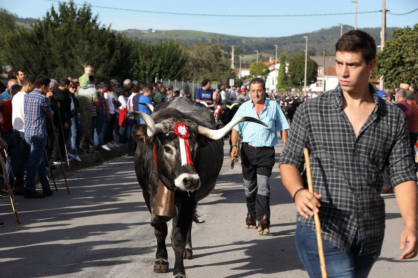 La Olimpiada del Tudanco de Cabezón de la Sal ha reunido este viernes en su XXXIX edición a 911 reses de 28 ganaderías que desfilarán por el centro del municipio en la 'gran pasá' con la que se conmemora un año más la tradicional bajada del ganado de los puertos de montaña.