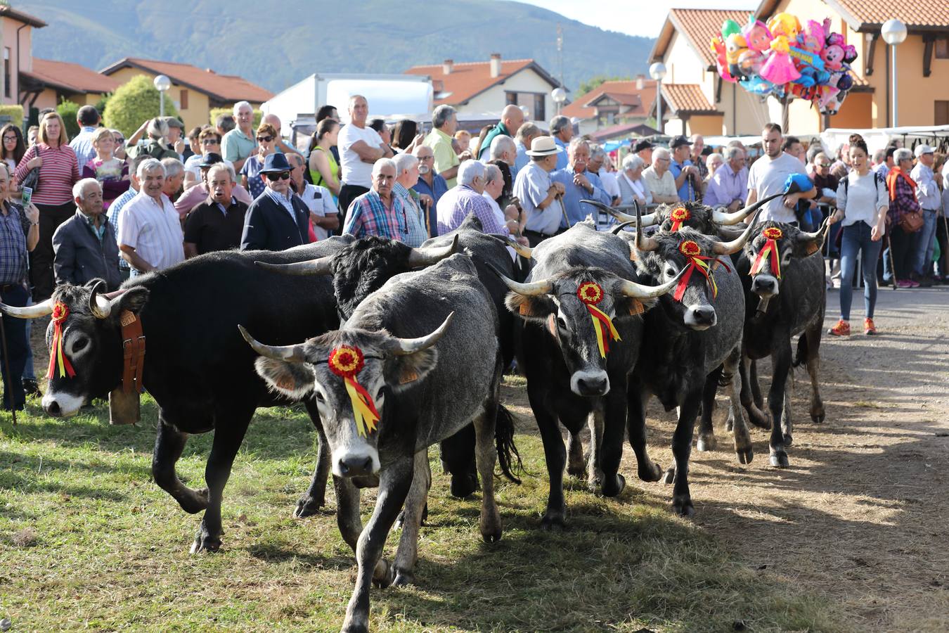 La Olimpiada del Tudanco de Cabezón de la Sal ha reunido este viernes en su XXXIX edición a 911 reses de 28 ganaderías que desfilarán por el centro del municipio en la 'gran pasá' con la que se conmemora un año más la tradicional bajada del ganado de los puertos de montaña.