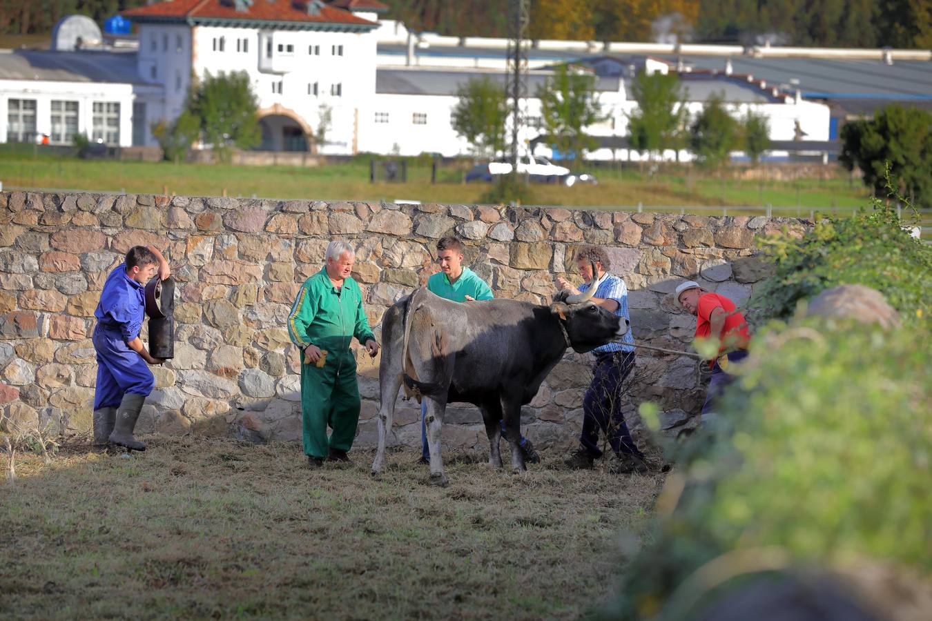 La Olimpiada del Tudanco de Cabezón de la Sal ha reunido este viernes en su XXXIX edición a 911 reses de 28 ganaderías que desfilarán por el centro del municipio en la 'gran pasá' con la que se conmemora un año más la tradicional bajada del ganado de los puertos de montaña.