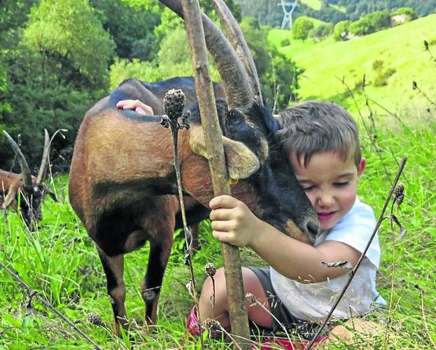 El pequeño Eric cuidando de una de sus cabras en Saro. 