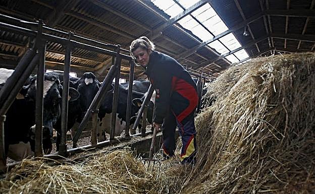 El 55% de los ganaderos de Cantabria cortan los pastos y alimentan en pesebres al ganado.