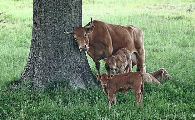 Vaca con sus terneros en Cabezón de la Sal.