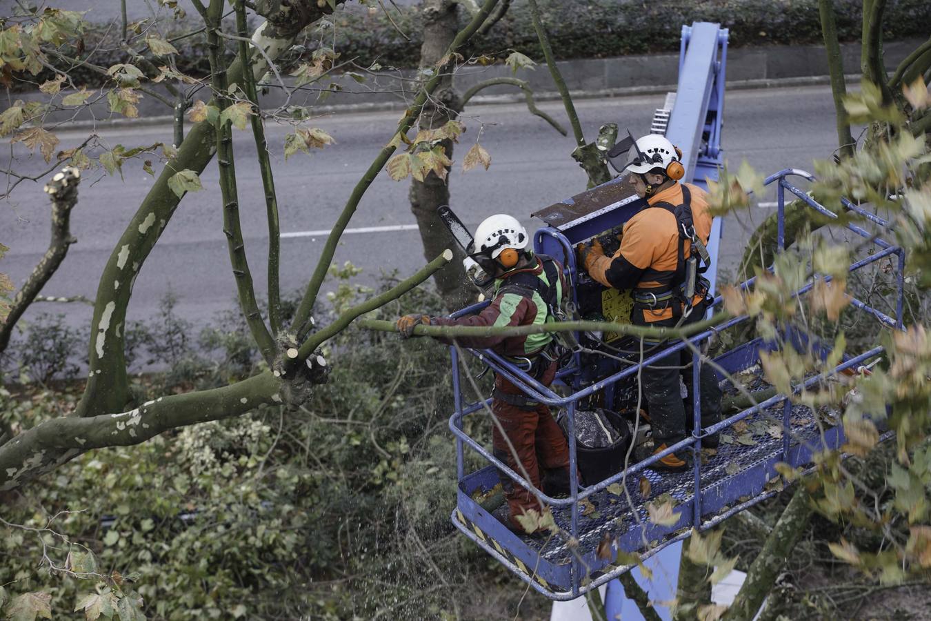 Fotos: Poda de árboles en Santander