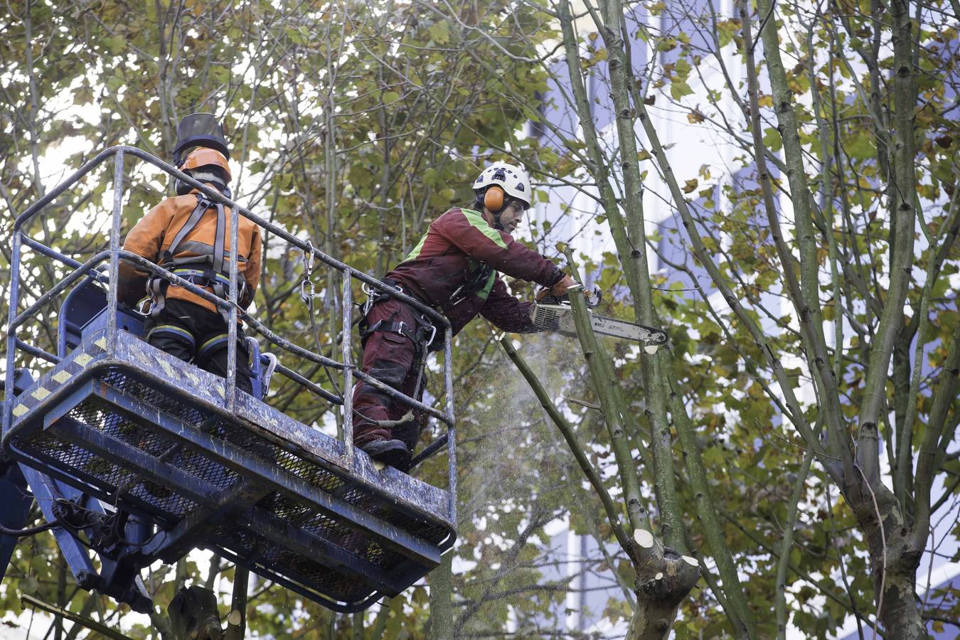 Fotos: Poda de árboles en Santander
