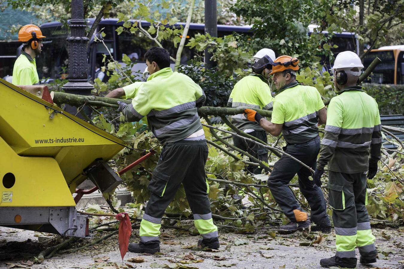 Fotos: Poda de árboles en Santander