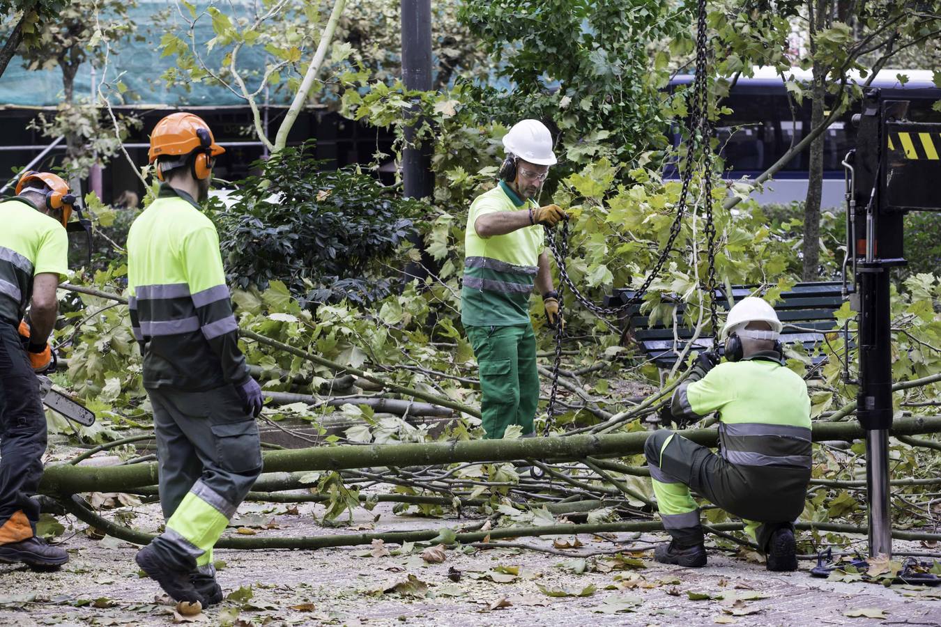 Fotos: Poda de árboles en Santander
