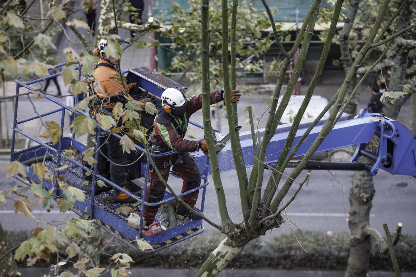 Fotos: Poda de árboles en Santander