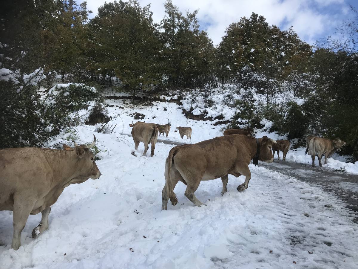 Las nevadas del fin de semana dejan impresionantes imágenes de pueblos teñidos de blanco en el sur de Cantabria. Desde Arroyo a Bustasur, un recorrido por estos paisajes de un invierno adelantado