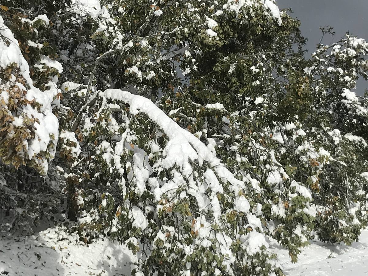 Las nevadas del fin de semana dejan impresionantes imágenes de pueblos teñidos de blanco en el sur de Cantabria. Desde Arroyo a Bustasur, un recorrido por estos paisajes de un invierno adelantado