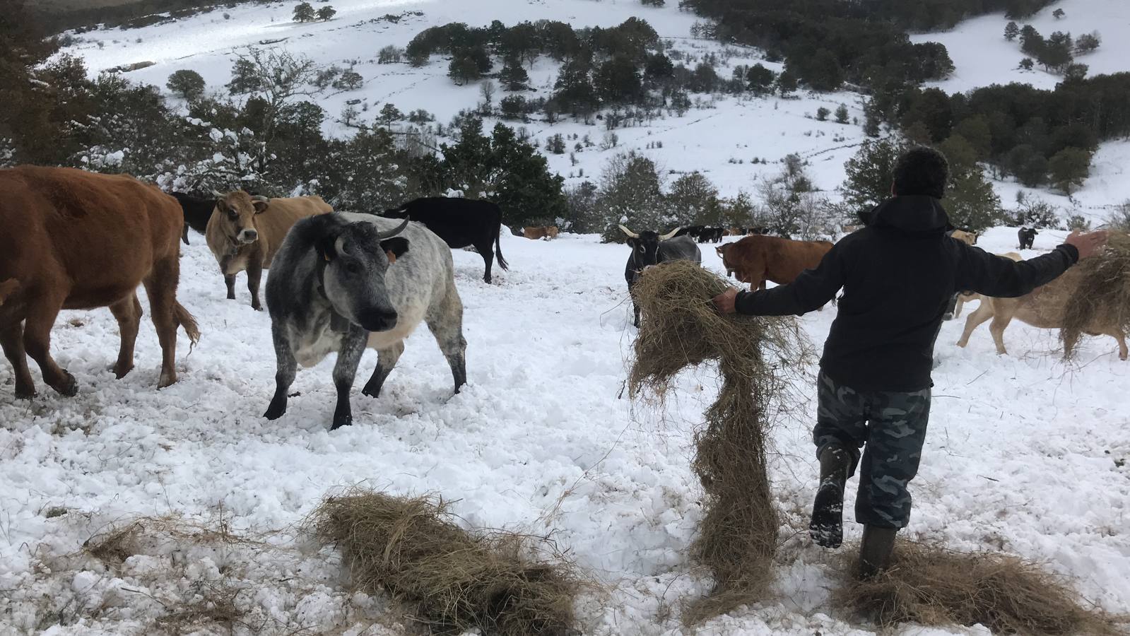 Las nevadas del fin de semana dejan impresionantes imágenes de pueblos teñidos de blanco en el sur de Cantabria. Desde Arroyo a Bustasur, un recorrido por estos paisajes de un invierno adelantado