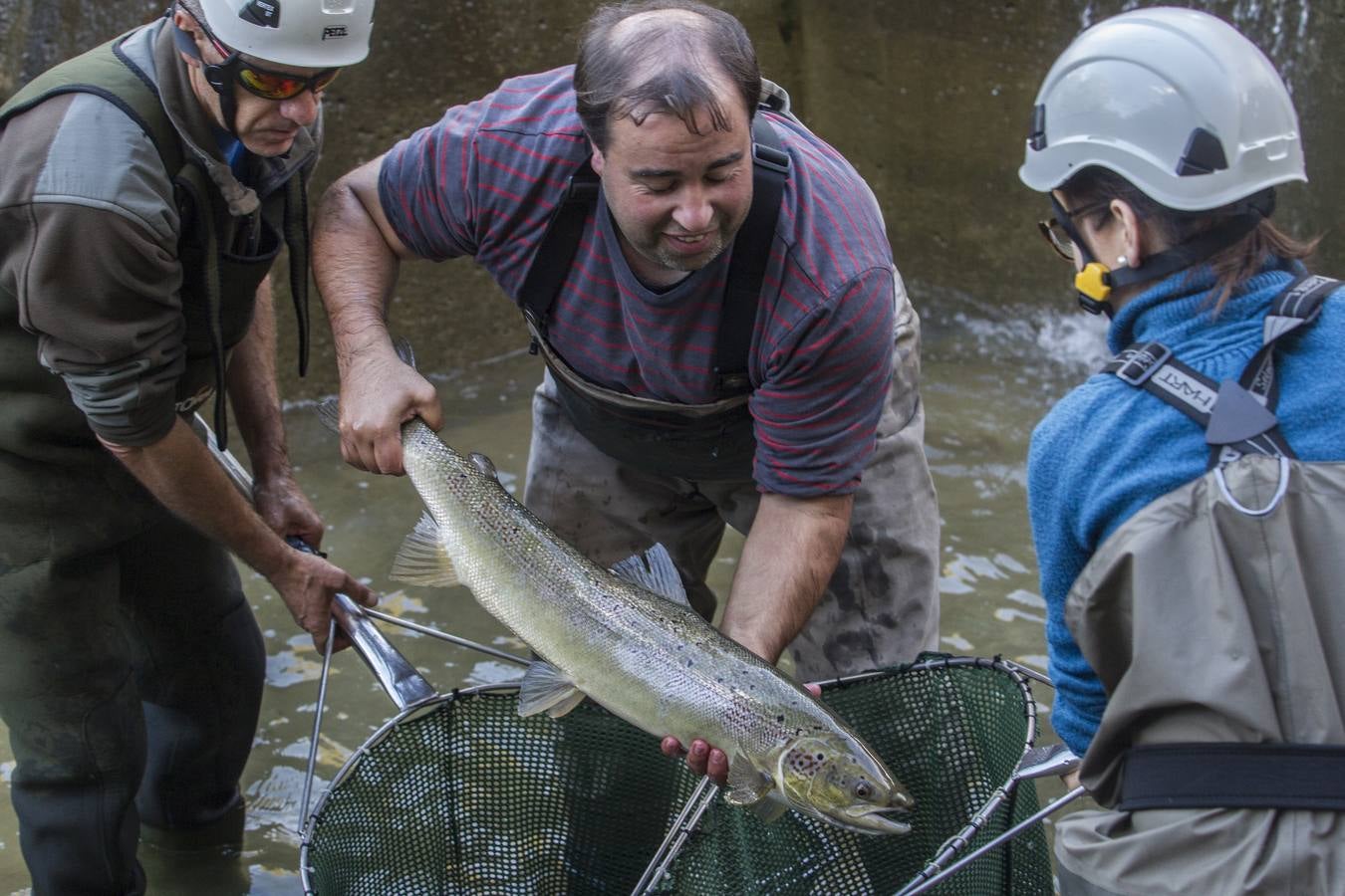 Fotos: Los salmones vuelven a casa