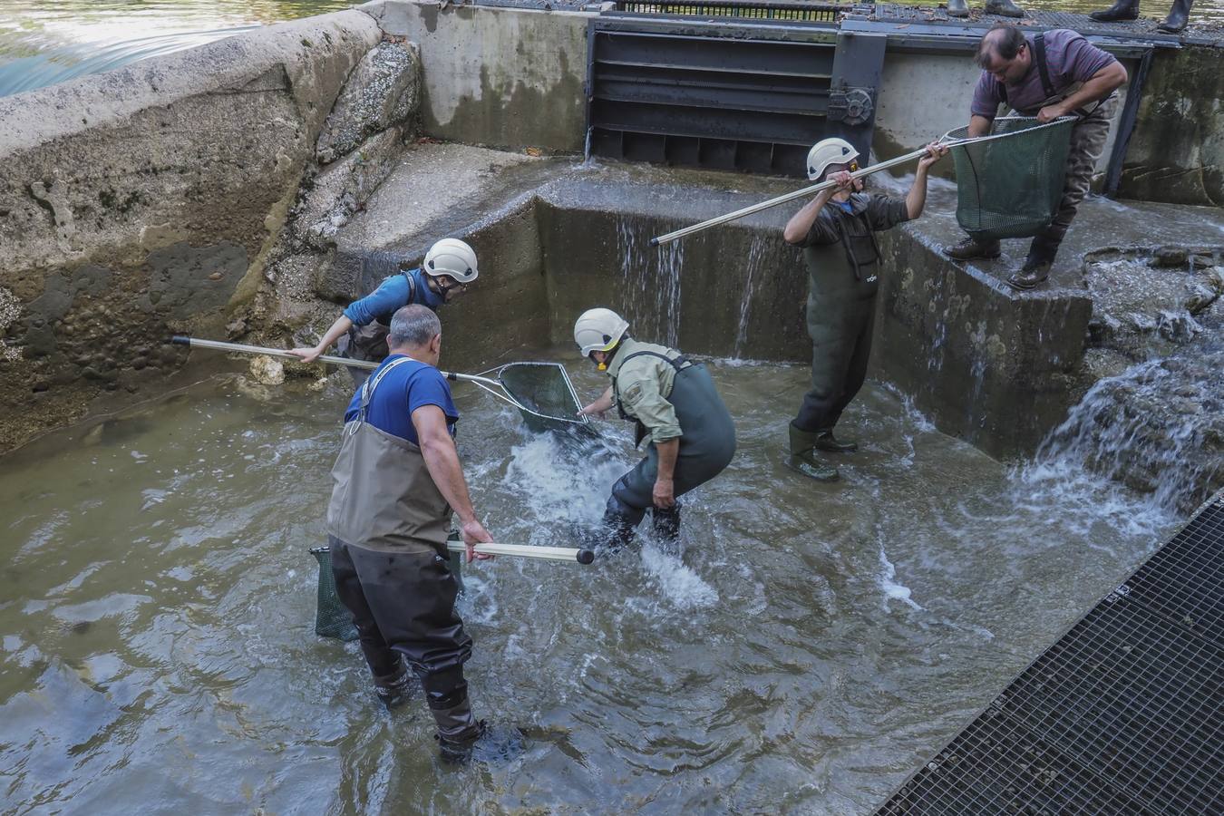 Fotos: Los salmones vuelven a casa