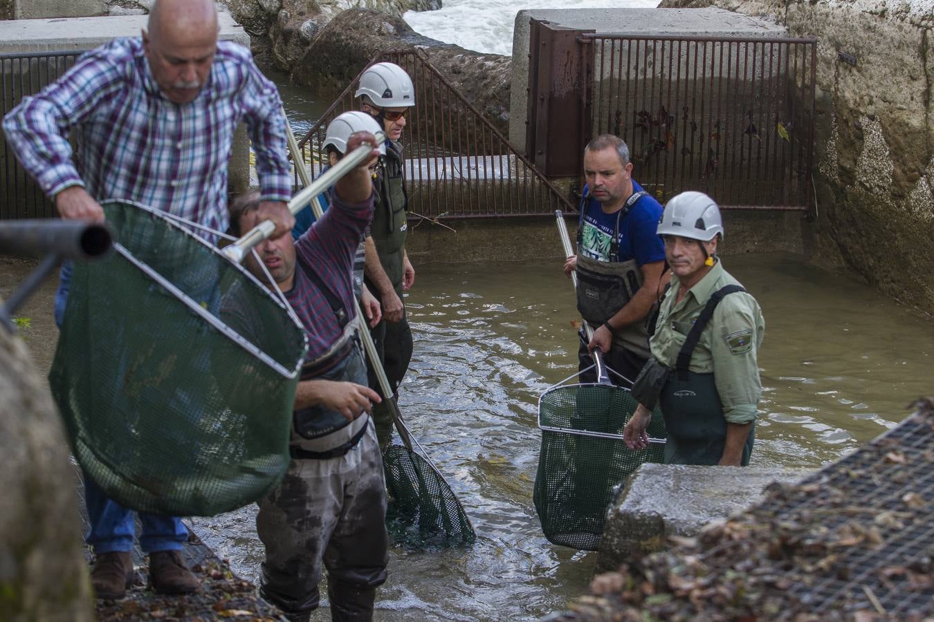 Fotos: Los salmones vuelven a casa