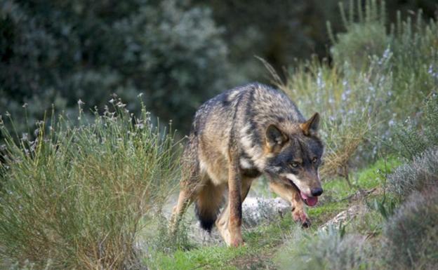 Los ecologistas lamentan que se mantenga al lobo como especie cinegética y los ganaderos y cazadores aplauden la Ley