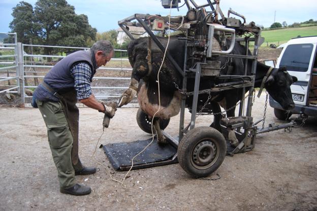 José Luis herrando una vaca. 