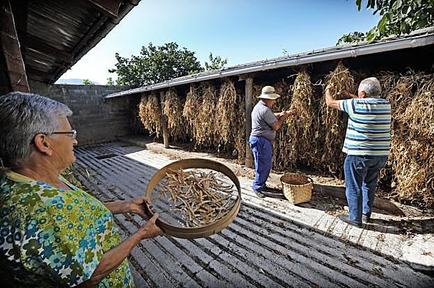 Los vecinos de Casar preparan la alubia con meses de antelación.