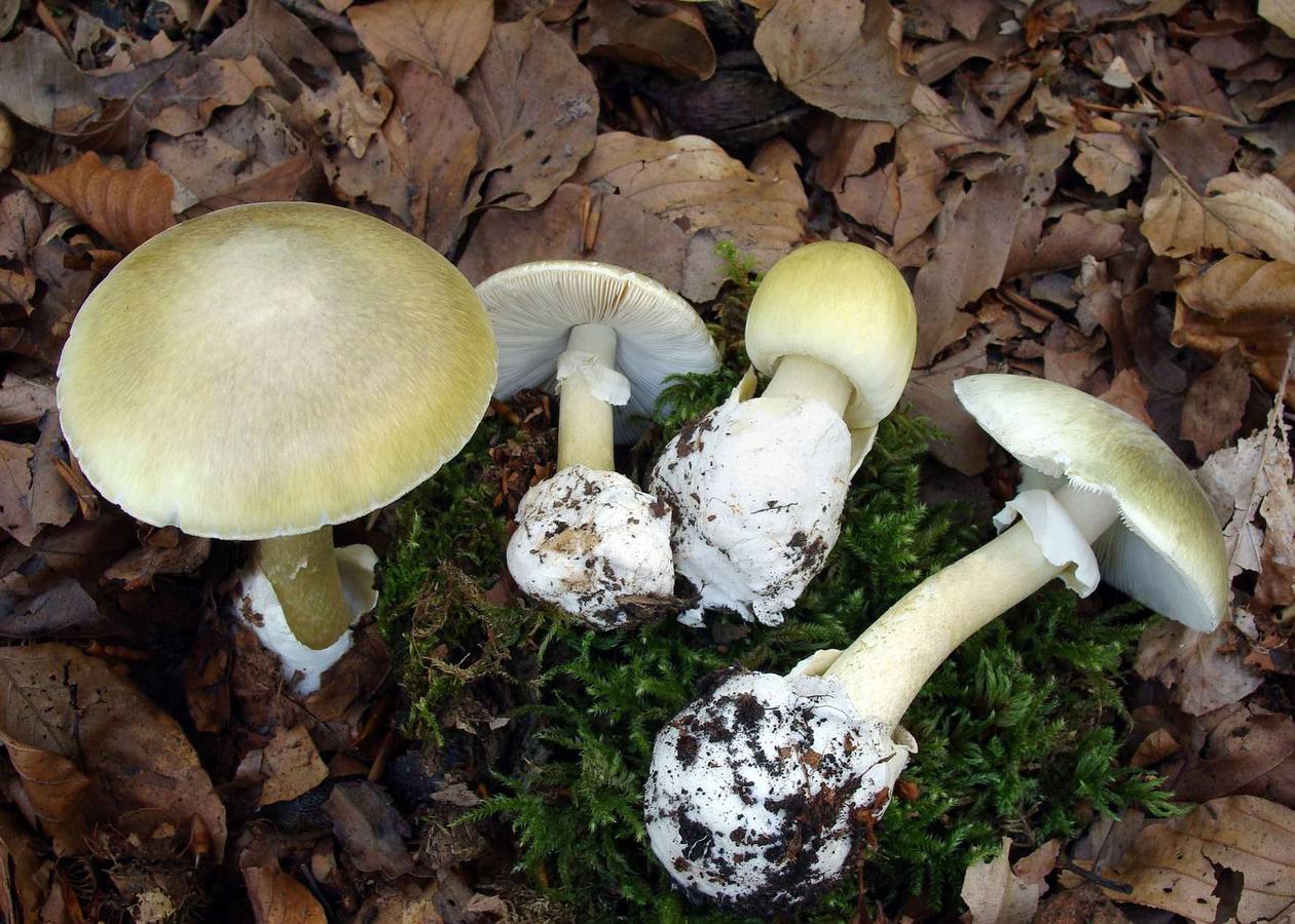 Amanita phalloides’.: Su ingesta provoca una alta toxicidad y, si no se actúa a tiempo, es mortal. Recuerda a la ‘Russula virescens’ (conocida como gorro verde), una especie muy apreciada por su sabor, que recuerda a la avellana y se acentúa al cocinarla. La principal diferencia está en la volva –la protuberancia de la base–, que sólo está presente en las amanitas.