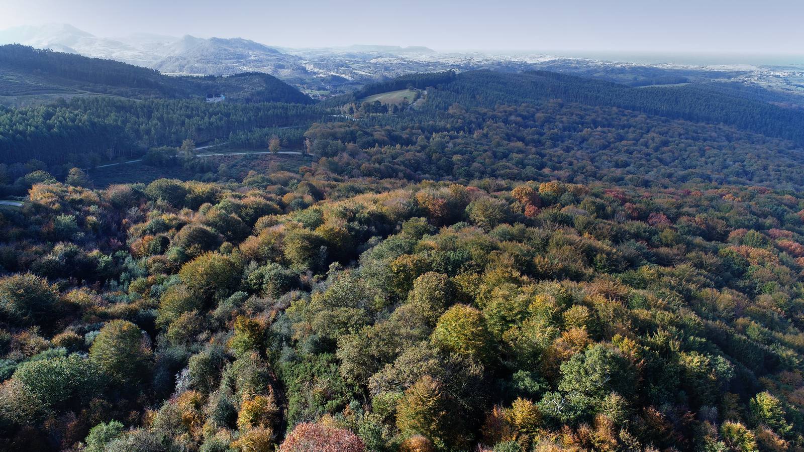 El otoño ya se deja sentir en los paisajes cántabros, que lucen transformados por esta época del año. Parajes como la Reserva del Saja, el Monte Corona, Los Tojos o Cabezón de la Sal lucen ya con los colores del otoño.