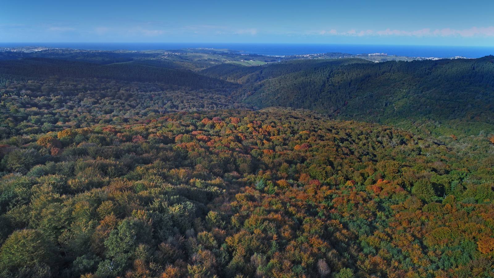 El otoño ya se deja sentir en los paisajes cántabros, que lucen transformados por esta época del año. Parajes como la Reserva del Saja, el Monte Corona, Los Tojos o Cabezón de la Sal lucen ya con los colores del otoño.