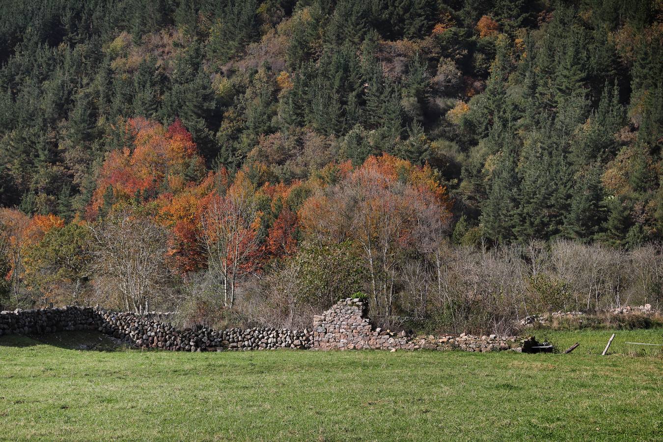 El otoño ya se deja sentir en los paisajes cántabros, que lucen transformados por esta época del año. Parajes como la Reserva del Saja, el Monte Corona, Los Tojos o Cabezón de la Sal lucen ya con los colores del otoño.