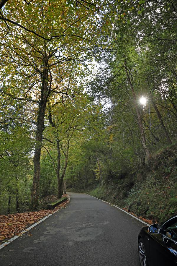 El otoño ya se deja sentir en los paisajes cántabros, que lucen transformados por esta época del año. Parajes como la Reserva del Saja, el Monte Corona, Los Tojos o Cabezón de la Sal lucen ya con los colores del otoño.