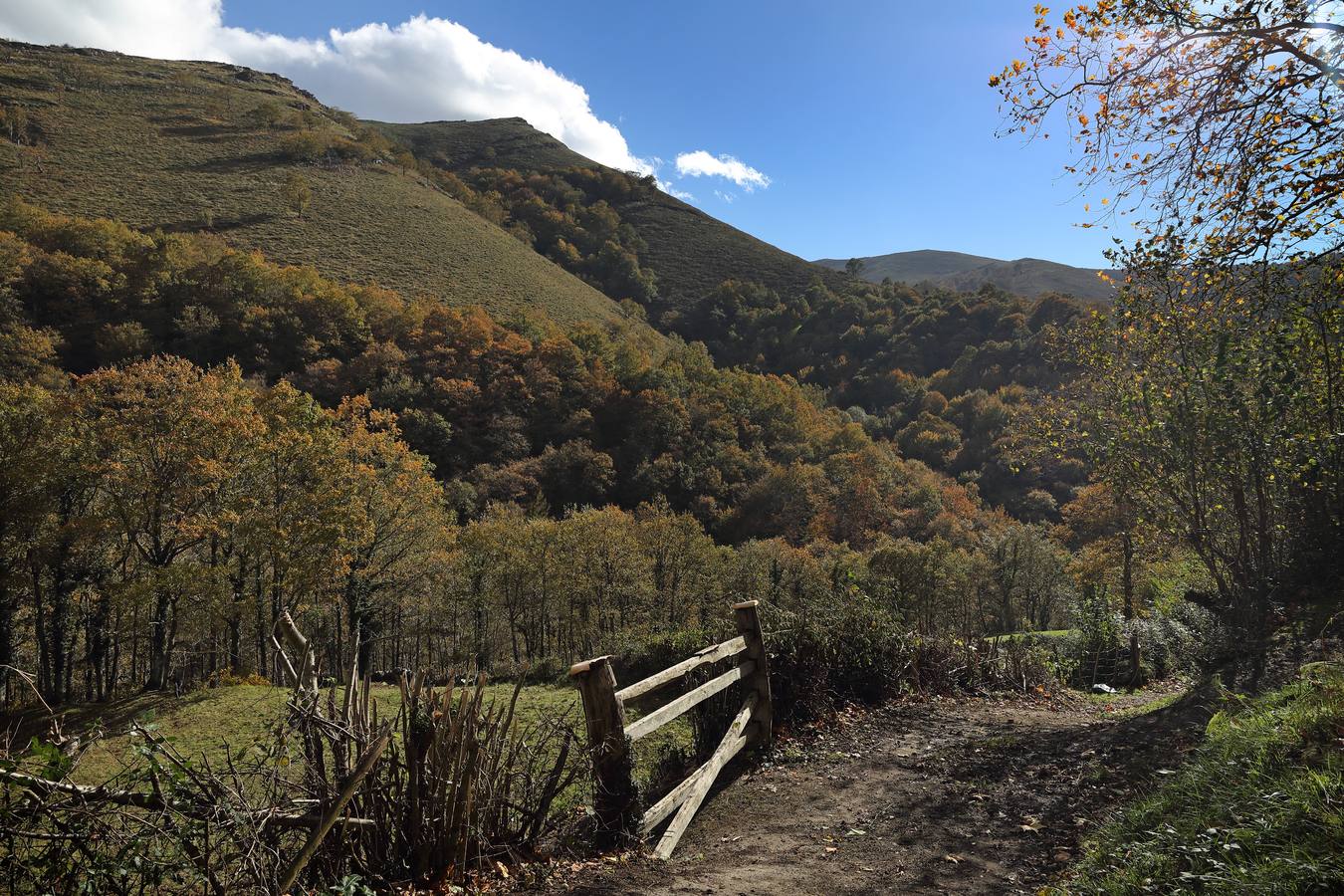 El otoño ya se deja sentir en los paisajes cántabros, que lucen transformados por esta época del año. Parajes como la Reserva del Saja, el Monte Corona, Los Tojos o Cabezón de la Sal lucen ya con los colores del otoño.