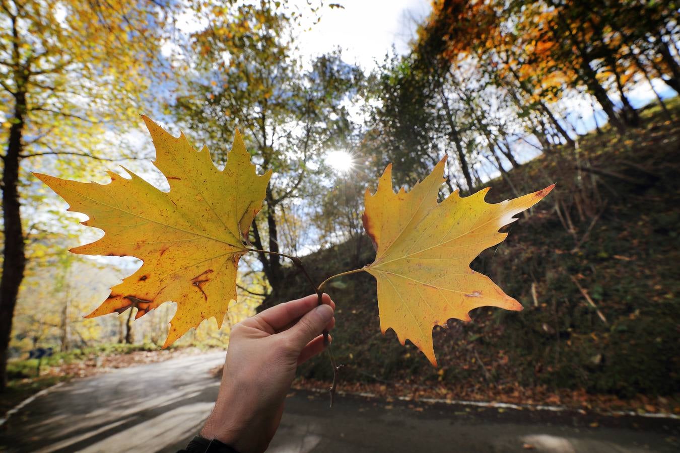 El otoño ya se deja sentir en los paisajes cántabros, que lucen transformados por esta época del año. Parajes como la Reserva del Saja, el Monte Corona, Los Tojos o Cabezón de la Sal lucen ya con los colores del otoño.