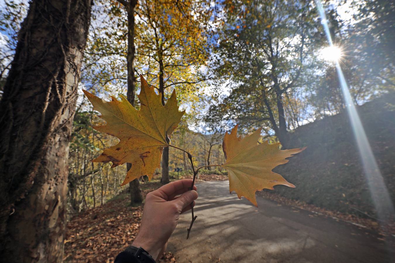 El otoño ya se deja sentir en los paisajes cántabros, que lucen transformados por esta época del año. Parajes como la Reserva del Saja, el Monte Corona, Los Tojos o Cabezón de la Sal lucen ya con los colores del otoño.