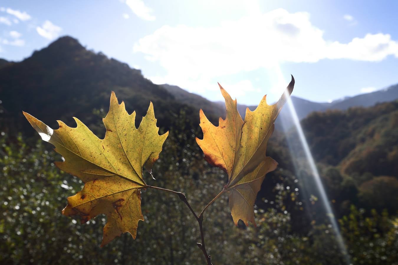 El otoño ya se deja sentir en los paisajes cántabros, que lucen transformados por esta época del año. Parajes como la Reserva del Saja, el Monte Corona, Los Tojos o Cabezón de la Sal lucen ya con los colores del otoño.