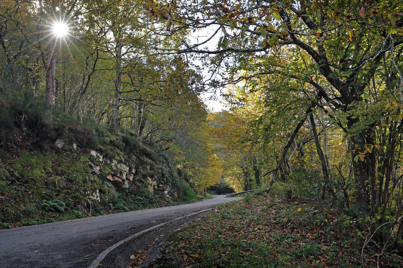 El otoño ya se deja sentir en los paisajes cántabros, que lucen transformados por esta época del año. Parajes como la Reserva del Saja, el Monte Corona, Los Tojos o Cabezón de la Sal lucen ya con los colores del otoño.