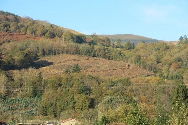 Vista del eucaliptal que ocupaba varias hectáreas en el monte de Las Hoyas.