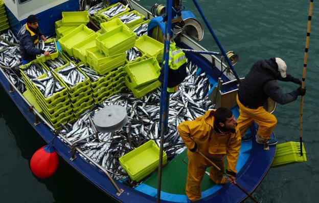 Varios pescadores descargan la pesca obtenida de verdel. 