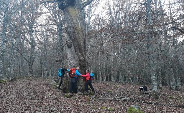 Varios senderistas del Grupo de Montaña El Musgoso, junto al segundo roble más robusto de la Montaña Palentina.