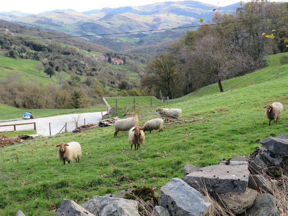 El Grupo de Montaña Cacicedo nos lleva por El laberinto del Asón, una ruta de 13 kilómetros en la que disfrutar. La ruta comenzó a las 10.00 de la mañana en el Collado y acabó a las 15.00 horas en la Gándara. Se llama El Laberinto del Asón porque bajas entre montañas y es tal cual un laberinto. Es un poco escarpado y hay que agarrarse para bajar. En cinco horas se puede hacer esta ruta..