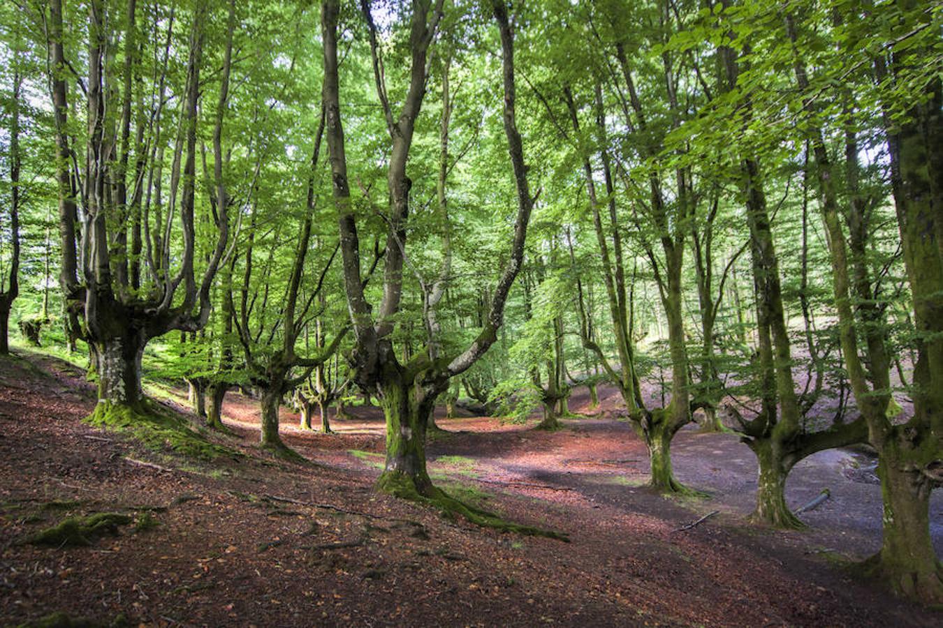 Bosque de Hayedo (País Vasco) | Se dice de él que está encantado y, a simple vista, ni el más escéptico se atrevería a negarlo. Basta con una fugaz mirada para darse cuenta que algo sucede en él: sus árboles poseen una forma extraña, con las ramas creciendo en dirección al cielo. El verde intenso es el protagonista del lugar, para algunos todavía más espectacular con los colores del otoño. 